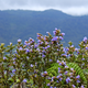 Thousands of tourists visit the site to catch a glimpse of the flowers and the views of the hills. This photo shows the flowers in bloom in 2006.